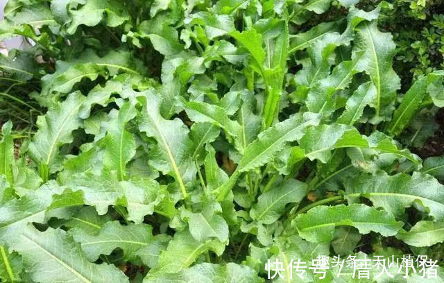 大黄|野菜俗称“金不换”,比醋还酸,治便秘当调料,市场价值极高!