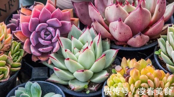 虎皮兰|这16种花冬天越浇越死,3个月不管,反而长高个