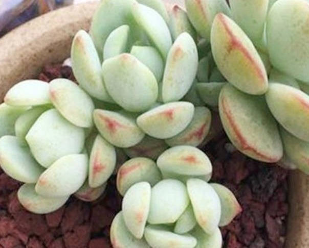 养多肉,学会这“4点”,叶片蹭蹭长,很快就能爆盆!