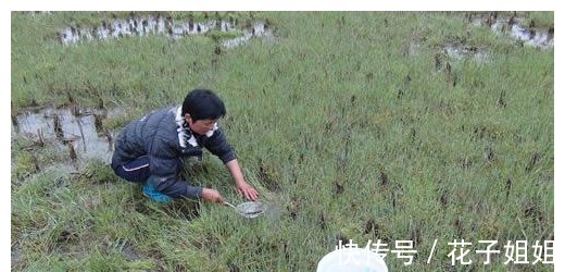 蛋白质|稻田里的这种野味，人称“土燕窝”，蛋白质是牛肉的2倍，别错过！