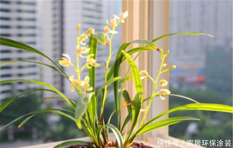 兰花|夏天养兰花，学会3个巧办法，叶子翠绿长势好，冬天猛开花