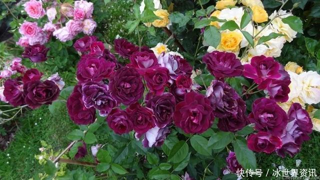 花量|6种冷门月季,看一眼就中“毒”,没养的人都后悔了!