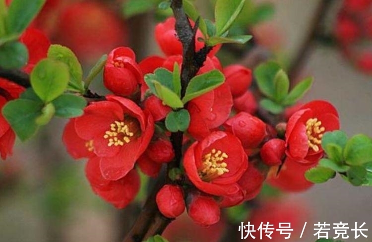 4种花不怕热不怕冷，对待新手超友好，美得让人毫无抵抗力