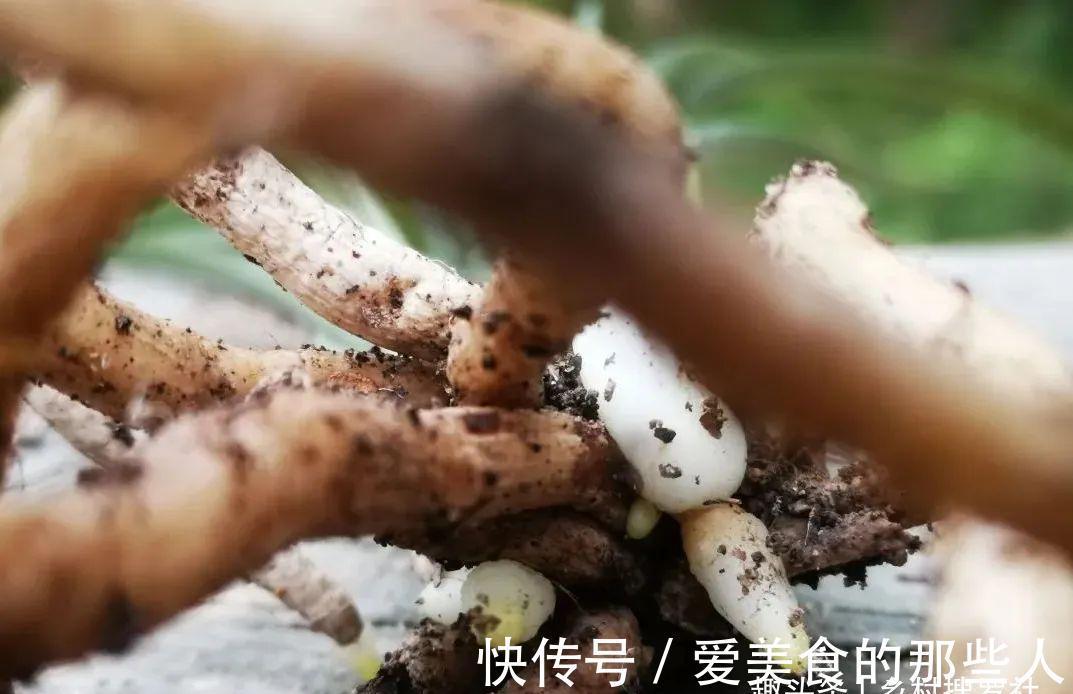 兰花茎腐病不要怕，4步操作就能养活开花，历时30个月