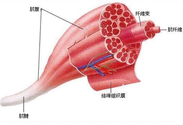 腹肌|一个健腹轮等于半个健身房,提高核心,但想用好是有诀窍的