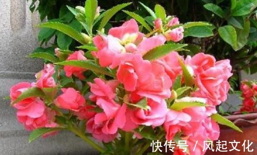 经常开花爆盆的盆栽,比月季还好看,丢到阳台成花海,香飘一整夏