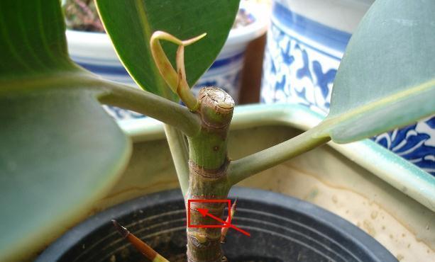 马虎|养花想要株型美,“修剪打顶”不能马虎,剪一枝,爆一枝