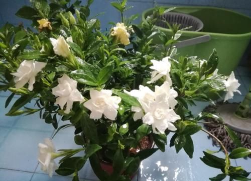 夏天高温，需水量大增的3种花，不浇水死得快