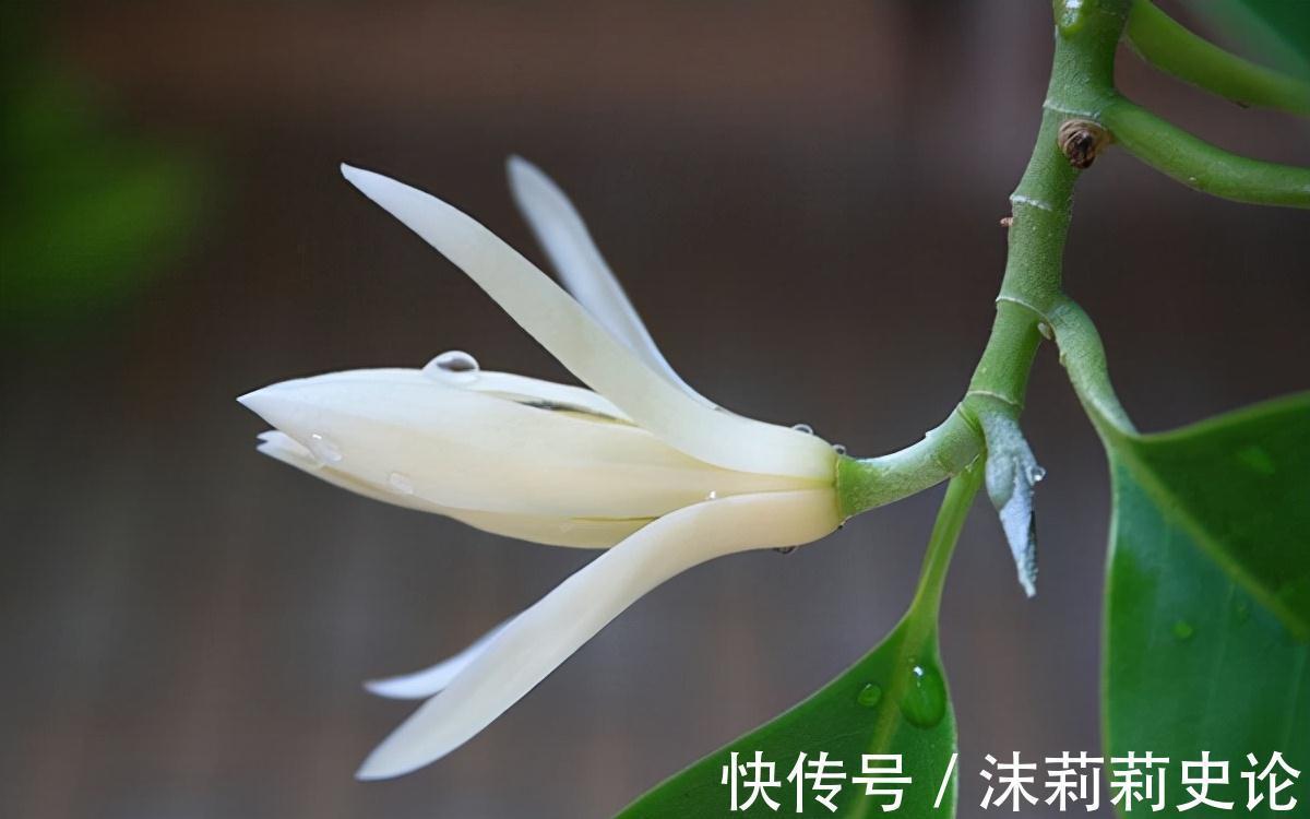 白兰花秋末养护,抓住2个重点,不仅能增强抵抗力,还能减少冻害