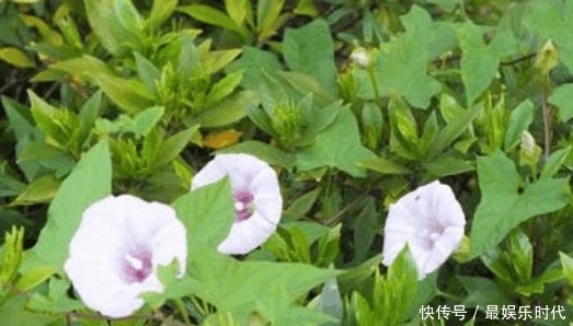 农村|农村不被重视的野菜，能解毒、降血压，城里市场卖到20元一斤！