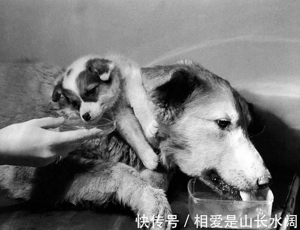 活人|世界首个活人换头手术，俄罗斯小伙自愿成为实验者，结果怎么样了