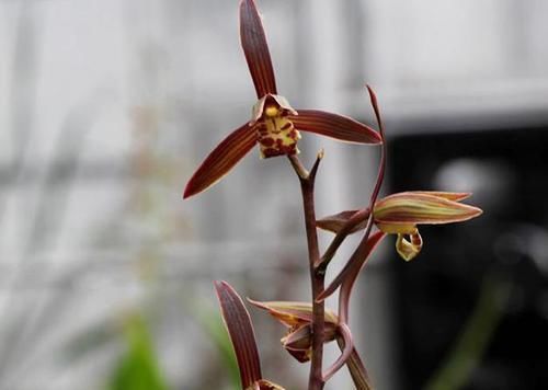  兰花|开花量最大的兰花，一盆轻松能开40朵，花色神秘，放哪儿都是风景