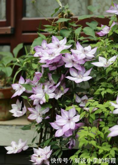 植株|5种花冬天假死后,可别丢了,注意保暖,来年开春还能发芽开花