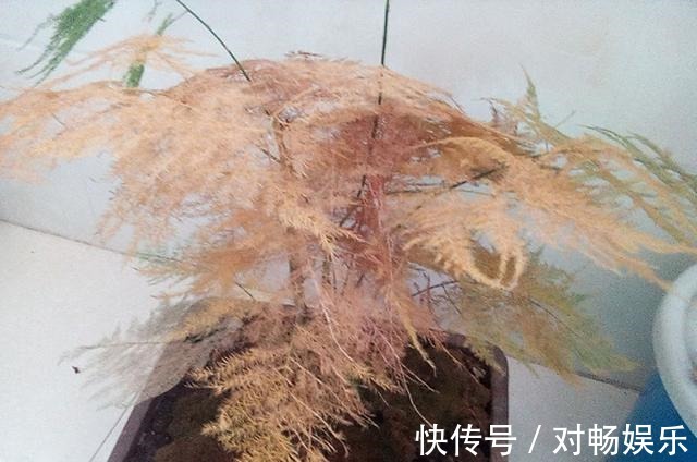 养文竹“浇水”要小心,注意3个小方法,不黄叶、不烂根,蹭蹭长