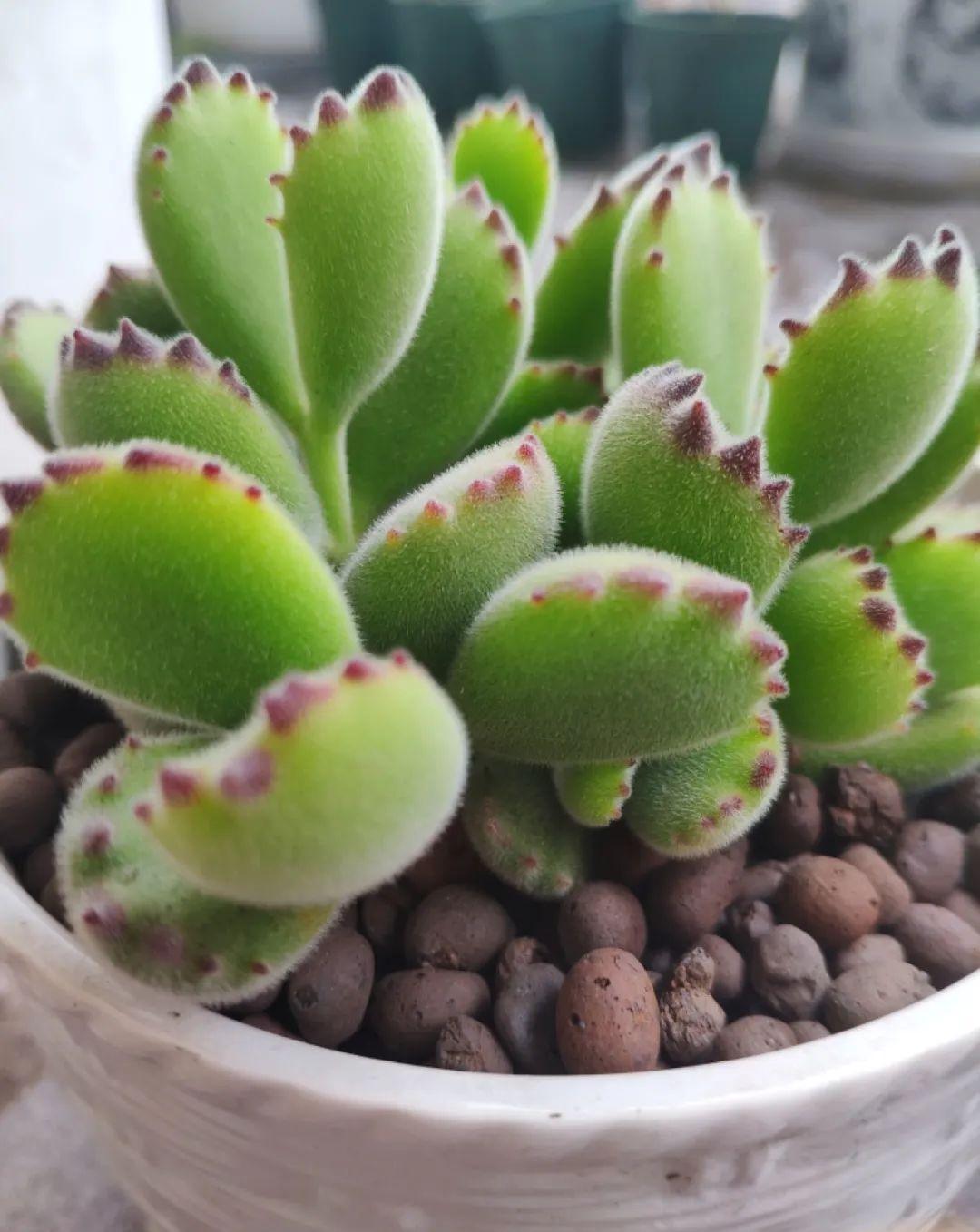 养多肉不会选盆?3个方法,教你一次选对花盆