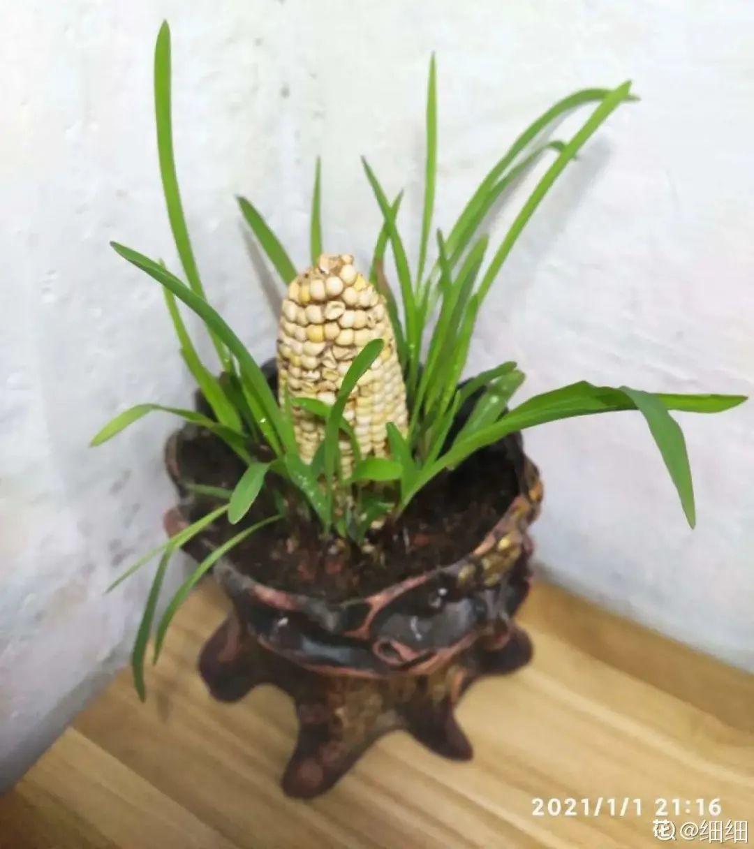 玉米棒子插盆里,7天冒出小森林,比绿萝吊兰好看