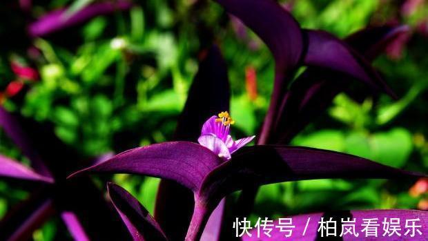 鹤望兰|室内光照不足养5款“喜阴花”,稍微见点光,就能养好养开花