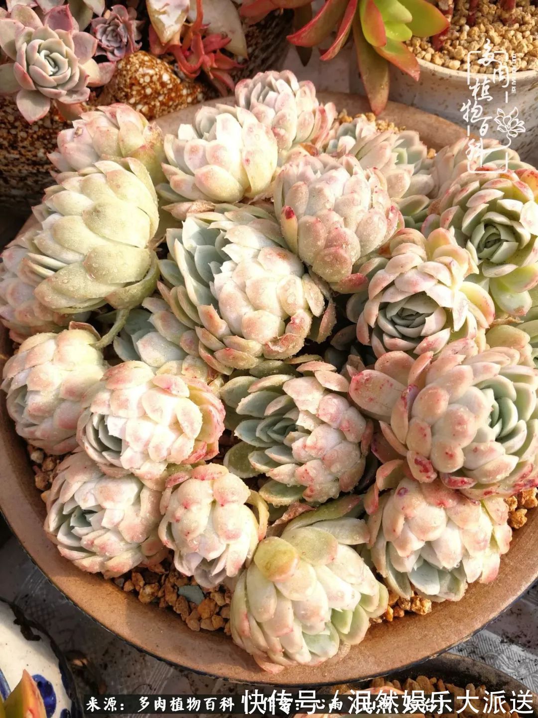 蚧壳虫|为肉痴狂!多肉植物也会用最美的容颜报答我们的勤劳付出!