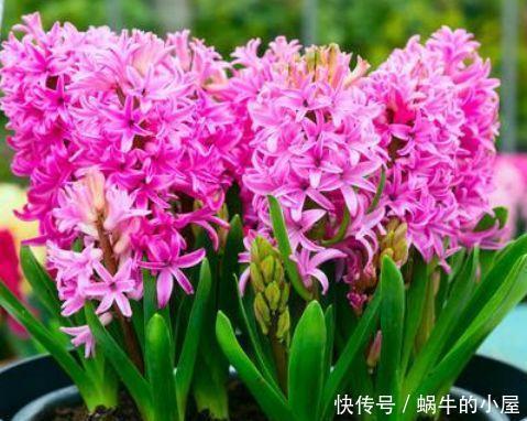 阳台养这几朵花，花开不断，一盆千百朵，枝头花苞满