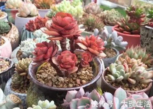 草木灰|多肉养根篇:往盆底放些“它们”,叶子肥成球,根须挤满盆