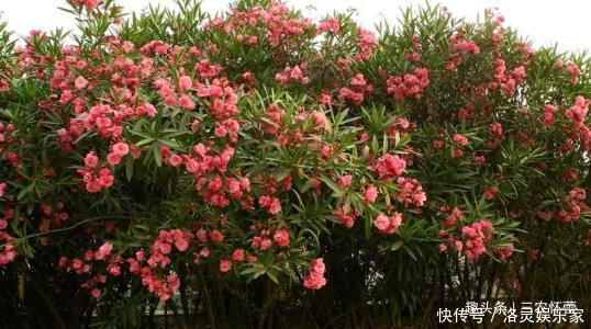 两种花,再好看也不要养在室内,汁液都有毒,还影响身心健康!