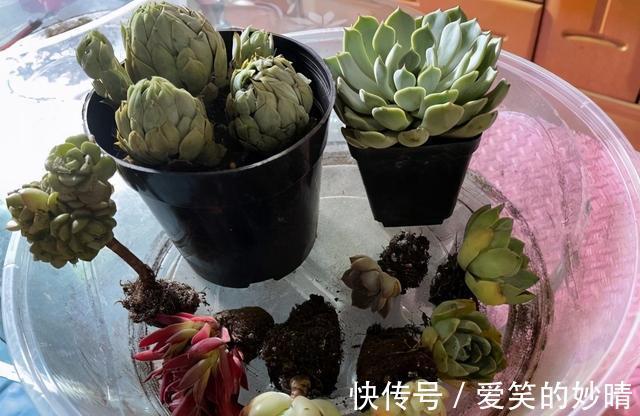花友|九块九20棵的多肉,千万不要买,没有任何养护价值,白花冤枉钱