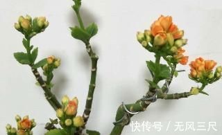 砧木|长寿花教你一招，老桩来的快，开的花也多，现在养护正当时