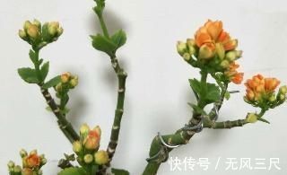 砧木|长寿花教你一招,老桩来的快,开的花也多,现在养护正当时