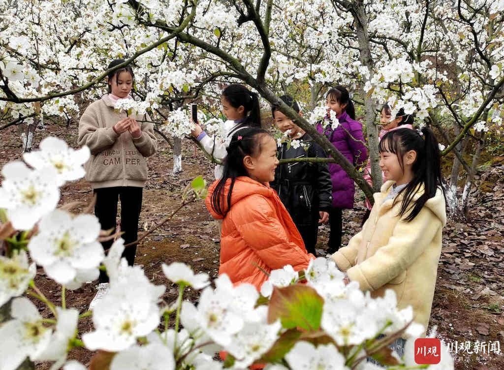 远近|仁寿： 万亩梨花开得艳 远近游客闻香来