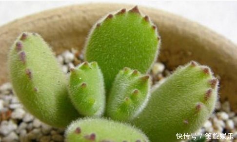 怎样让多肉植物变成小胖子做好一件事就够了