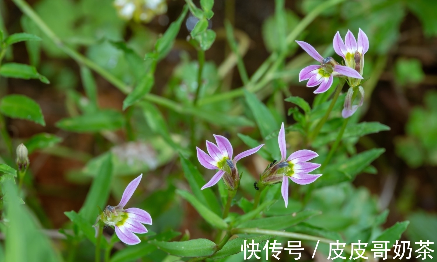 田边一种奇特的植物,花只开半边,俗称“护肝仙草”,你可见过?
