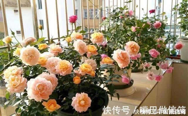 生根|扦插月季不生根?用这捂一捂,过几天“冒白根”,变成月季大户