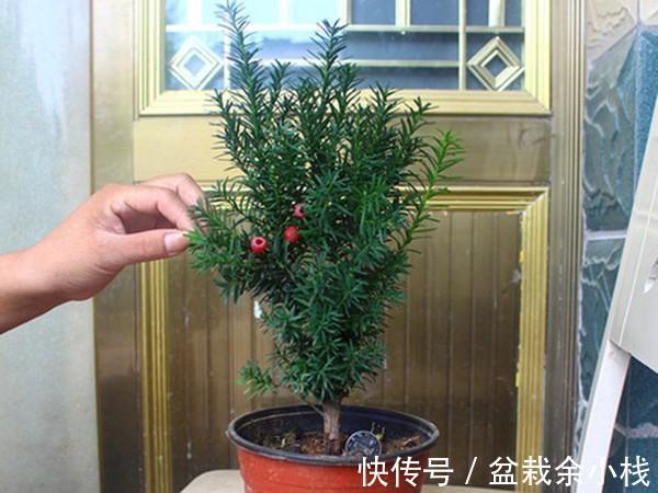 今年流行的7种“观赏花”,家里养一盆,大气又吉利