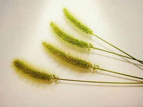 滑膜炎|没想到狗尾草原来是个宝，狗尾草的这5大功效，你知道吗？