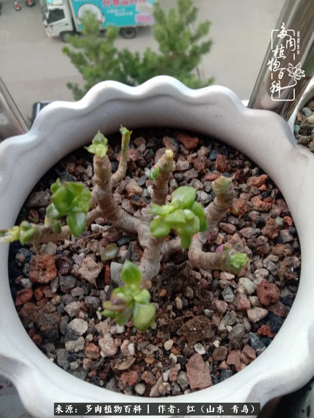 多肉度个夏，回到解放前！曾经有多美，现在就有多丑！