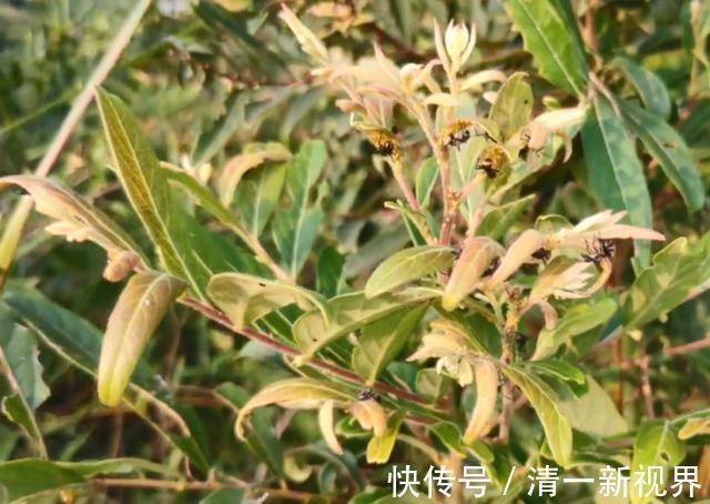 馒头果|没想到这种果子是治牙痛良药，城里药店买不到，在农村却无人摘