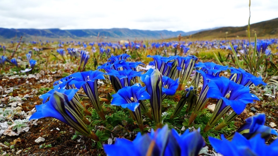 此花山谷代表了忧伤的花,跟的味道很苦,所以才叫这个名字