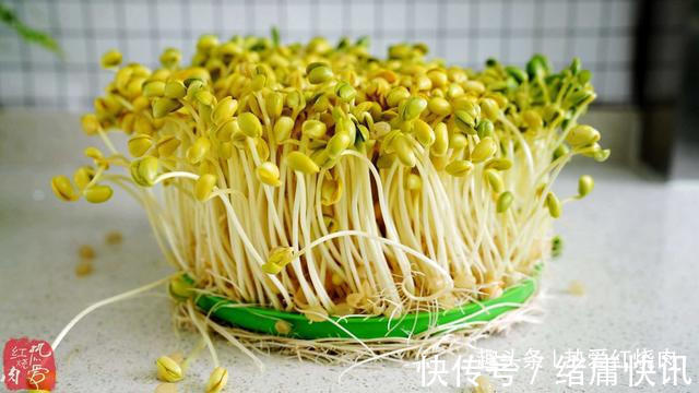 黄豆芽|用了我这办法,发黄豆芽不会变臭一次就成功,五天就长15厘米高!