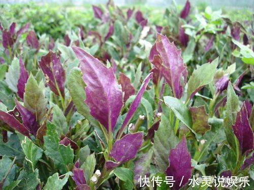 野菜|养宫就是保命!4种野菜,农村疯长,养宫护宫,保护女人,还好吃