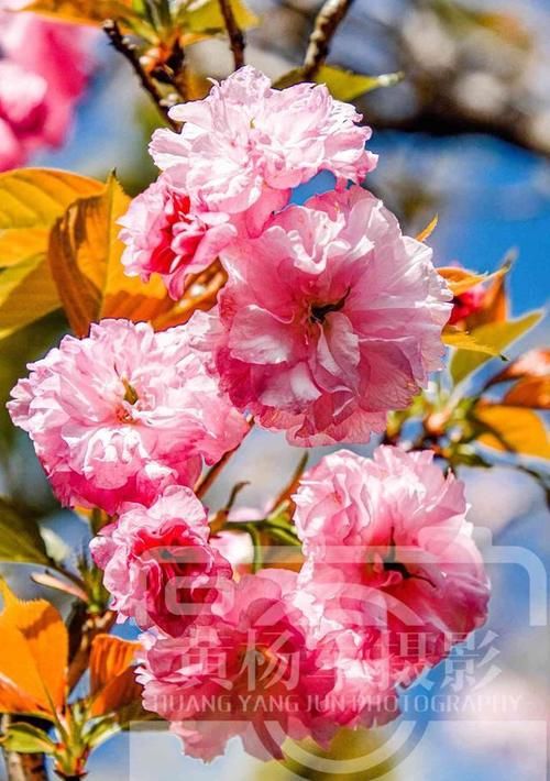 阳光里娇艳绽放的樱花，繁花满树的粉色花朵非常美，春花动人