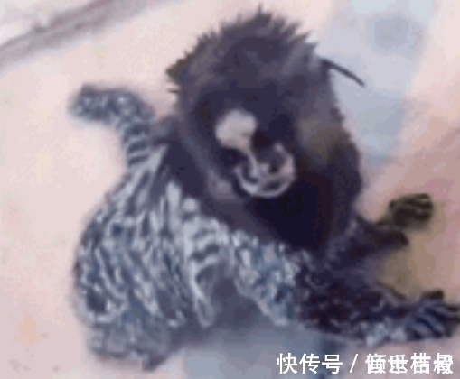 南美洲!耸人听闻!南美洲发现奇异生物,竟是中国奇书《山海经》神兽!