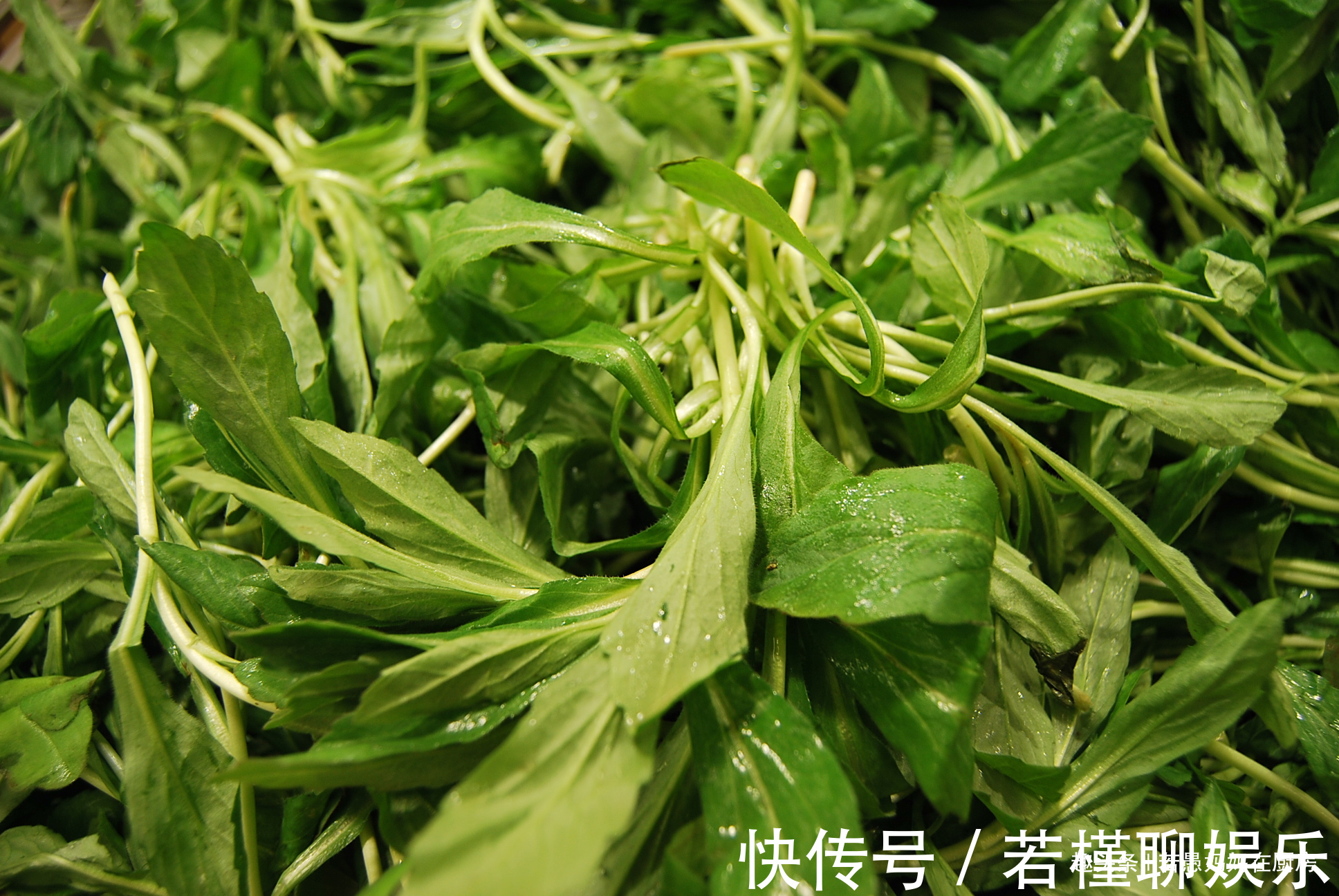 若愚|春季必吃的8种野菜，鲜嫩美味有营养，错过又得等一年