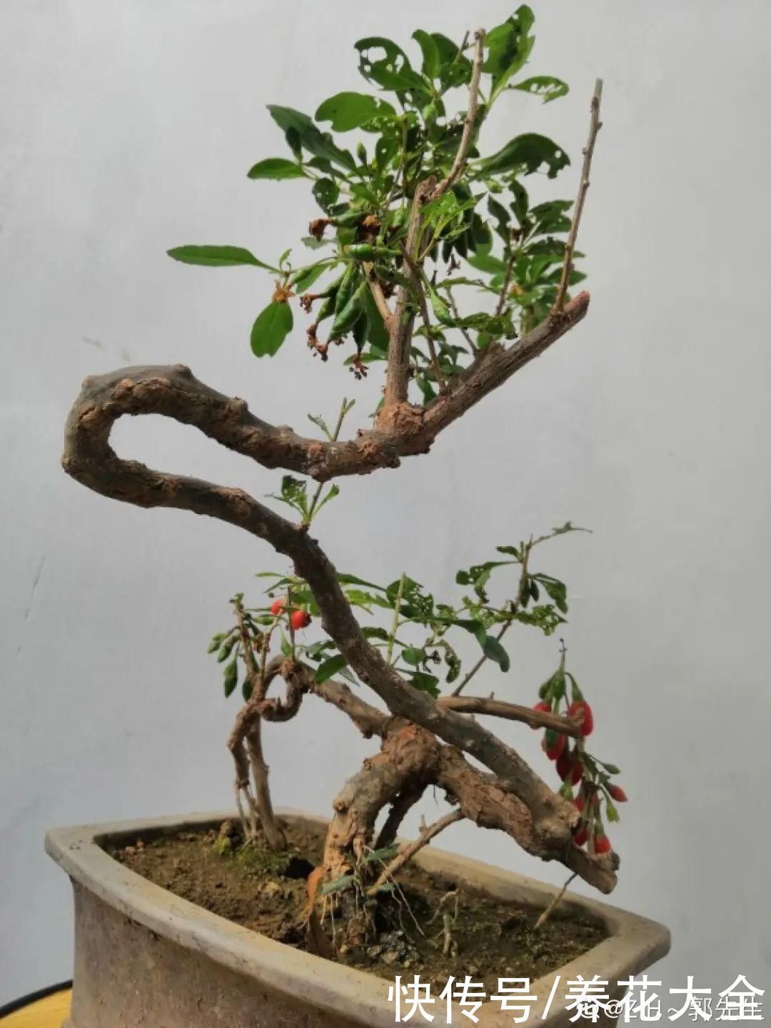 农村当柴烧的花，原来可以当盆景，给一千块也不卖