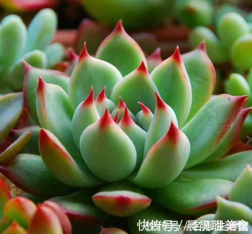 花肥|最厉害的养花营养液给多肉植物喝一勺,新叶呼呼长,不比花肥差