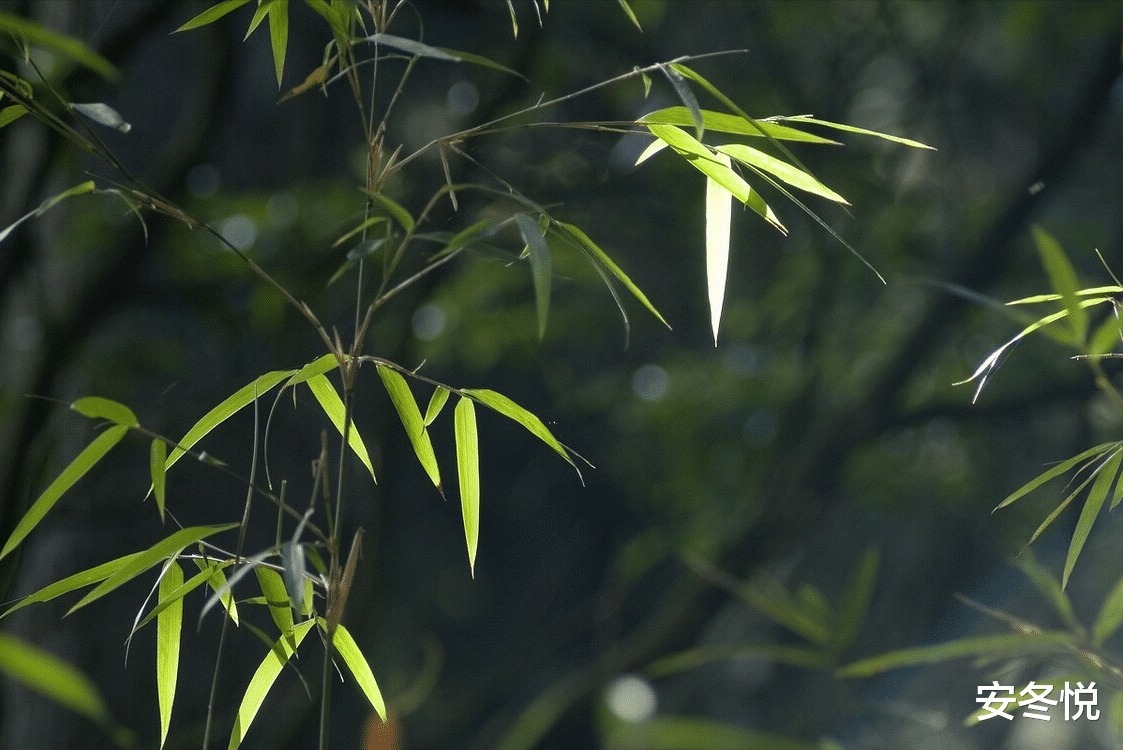 疏竹&真正优秀的人,拥有这三种品质