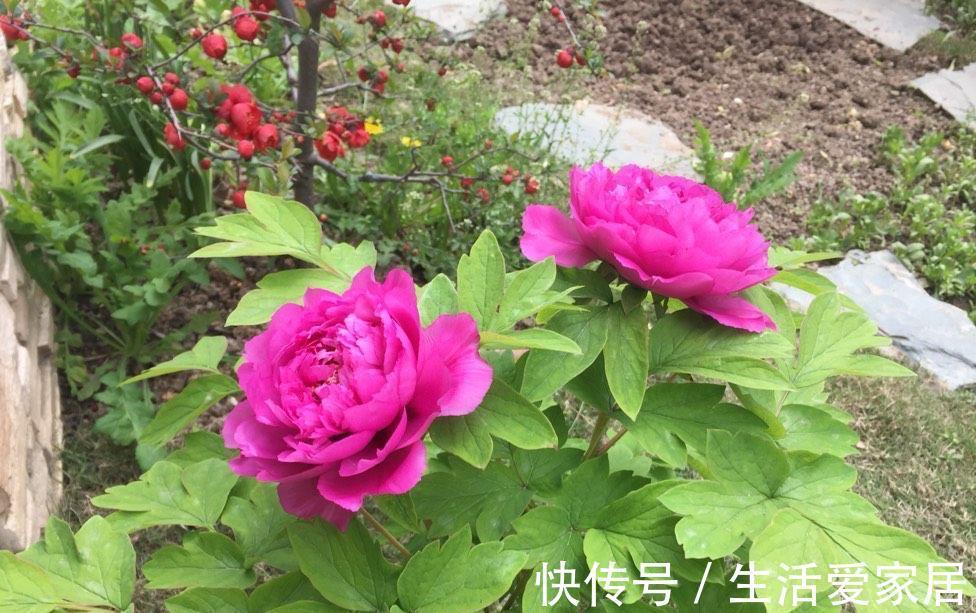 花卉|4种喜光花卉,越是多晒太阳,越是花繁叶茂,鲜艳貌美