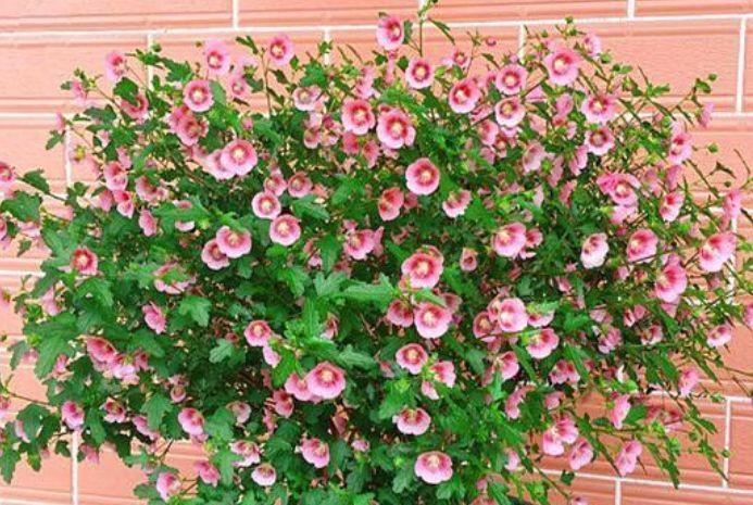 家里就养4种花,耐旱又耐晒,看了就让人沉醉,年年开花不断