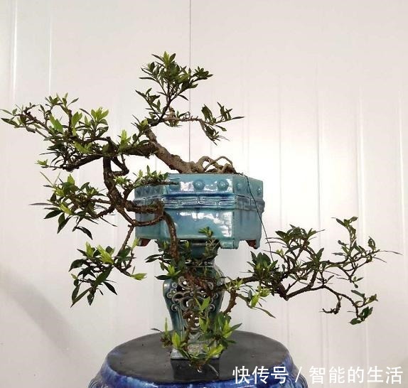 令人惊艳的国内花艺师盆景作品,平时很难见到,值得收藏与分享!