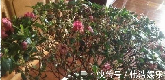 蓝妖|月季花杜鹃花栀子花总是养不活教你一招，连开3个月！