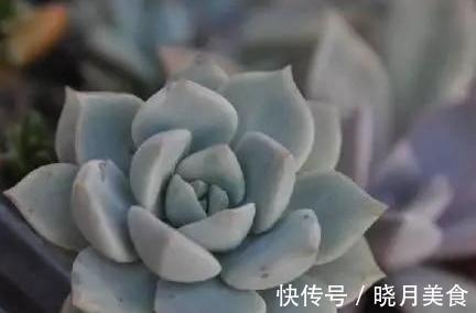 养护多肉9大忌,看看你犯了哪一条